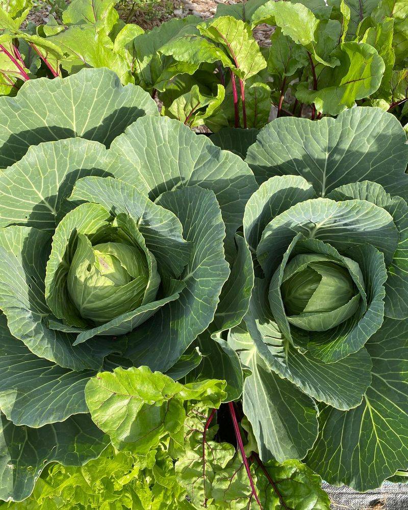 Cabbage