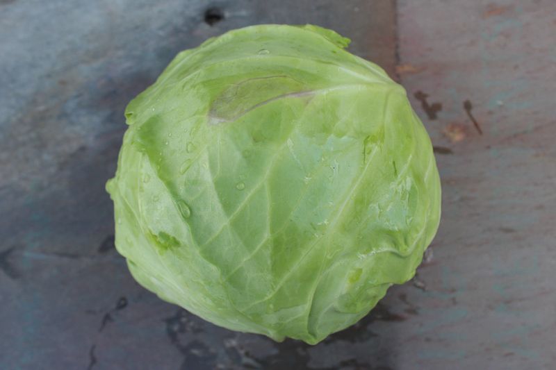Cabbage