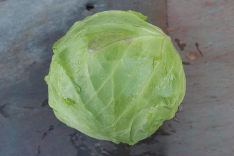 Cabbage