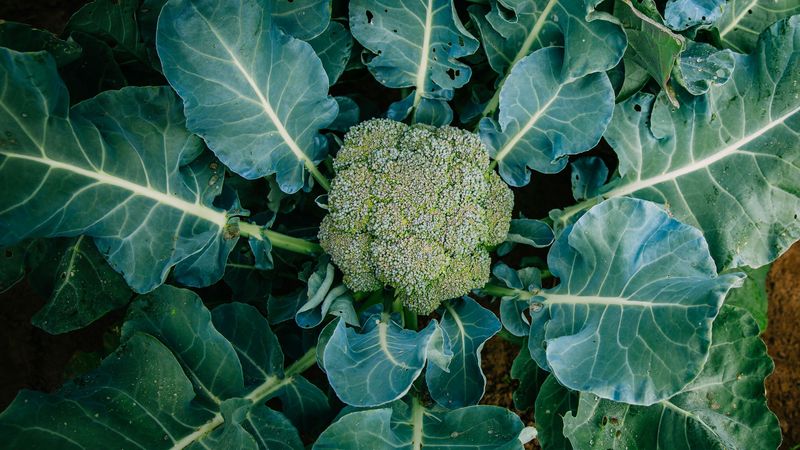 Broccoli