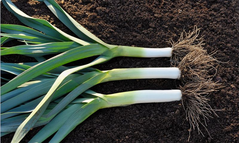 Leeks