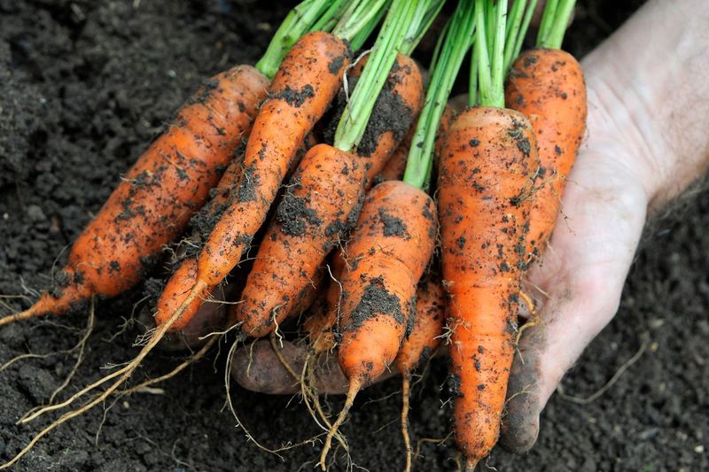 Carrots