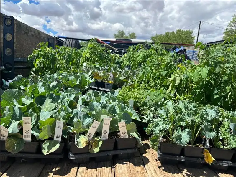 Cabbage & Dill