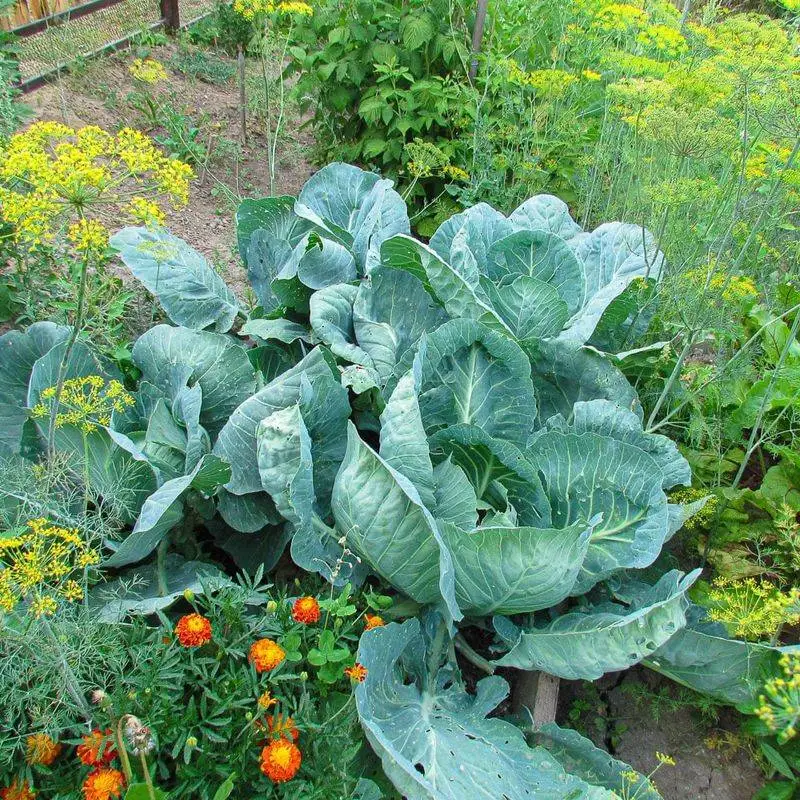Cabbage and Dill