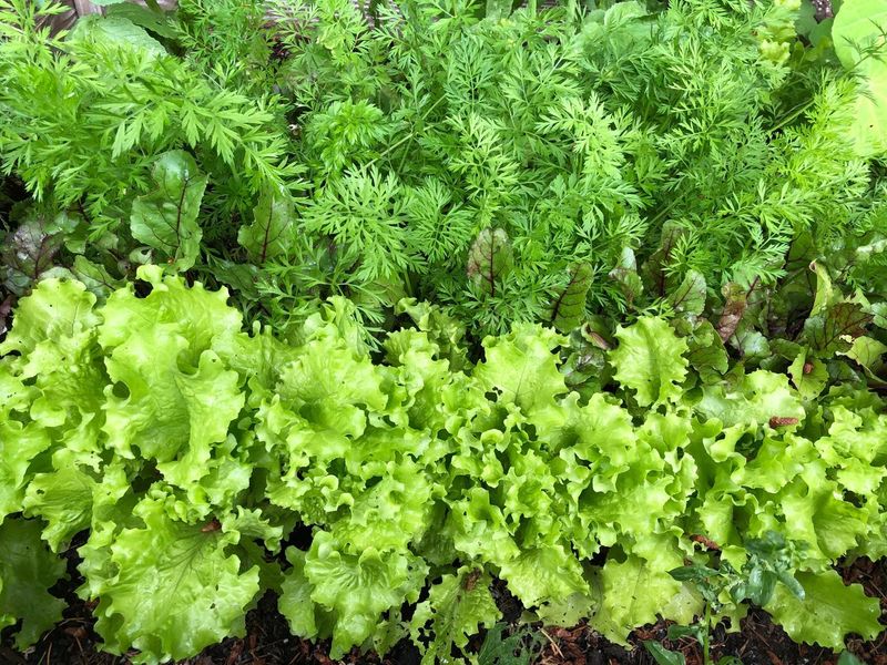 Lettuce and Parsley
