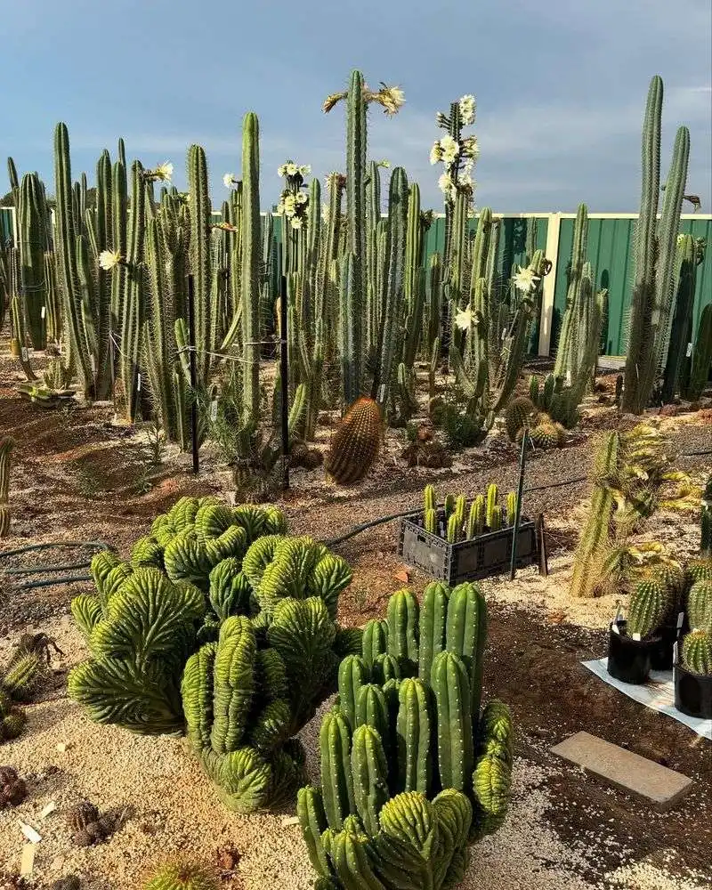 Cacti