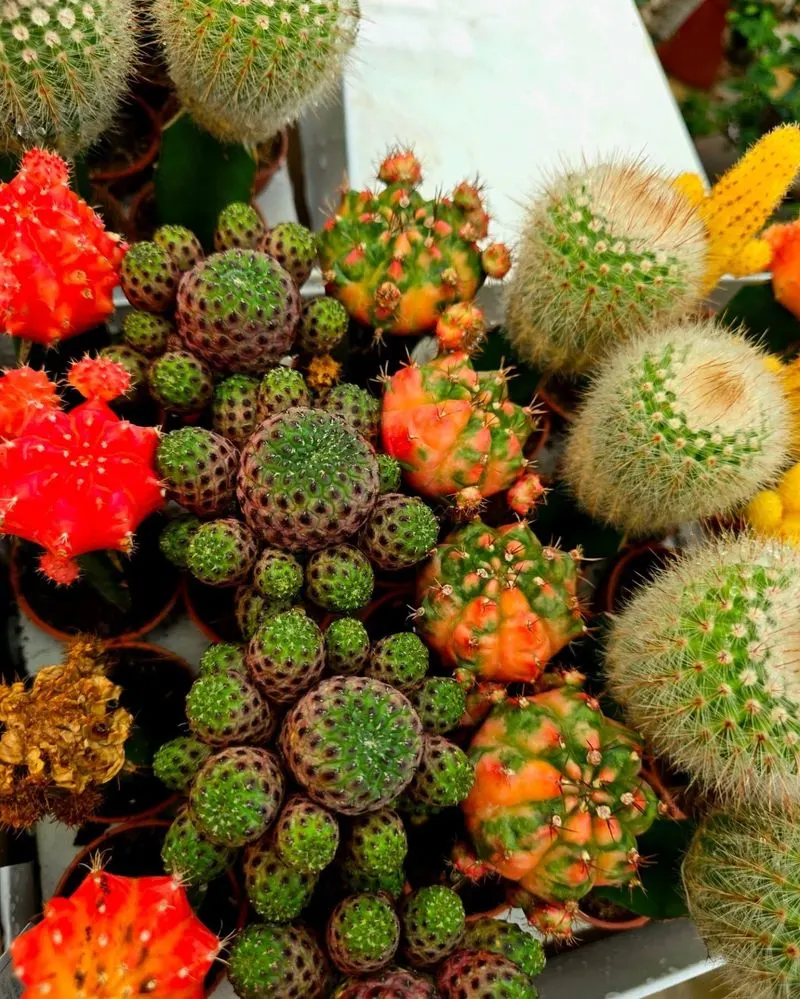 Cacti