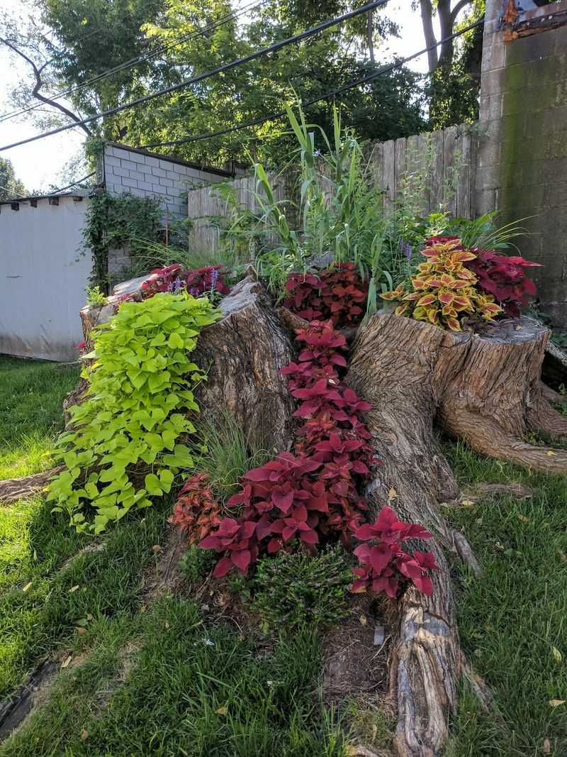 Tropical Paradise Stump