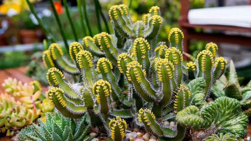 Cacti and Ferns