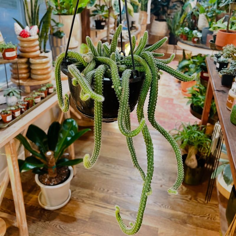 Cactus