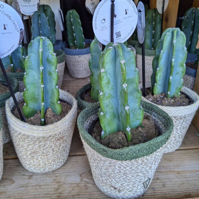 Cactus