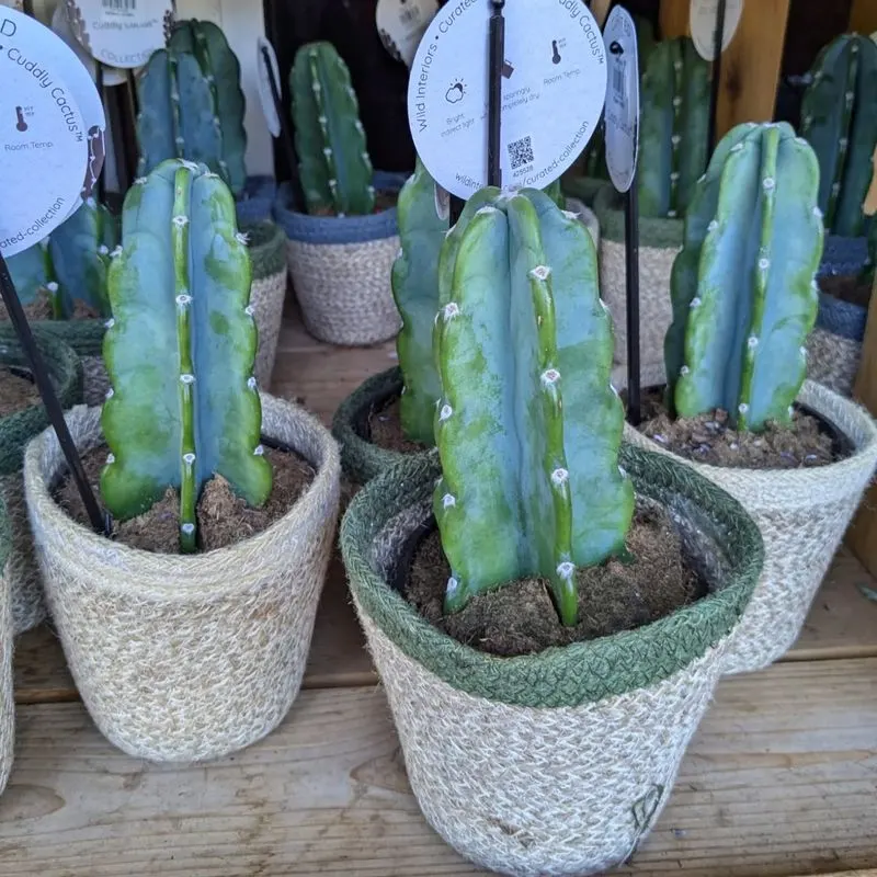Cactus