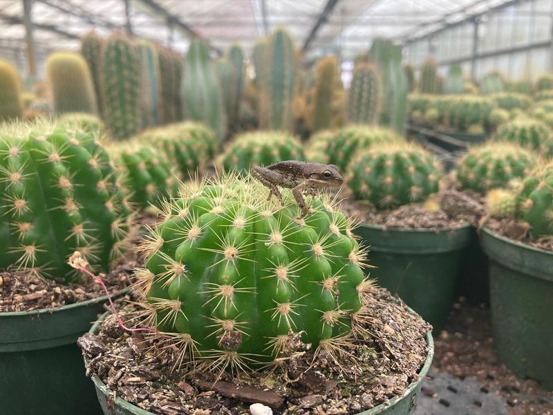 Cactus