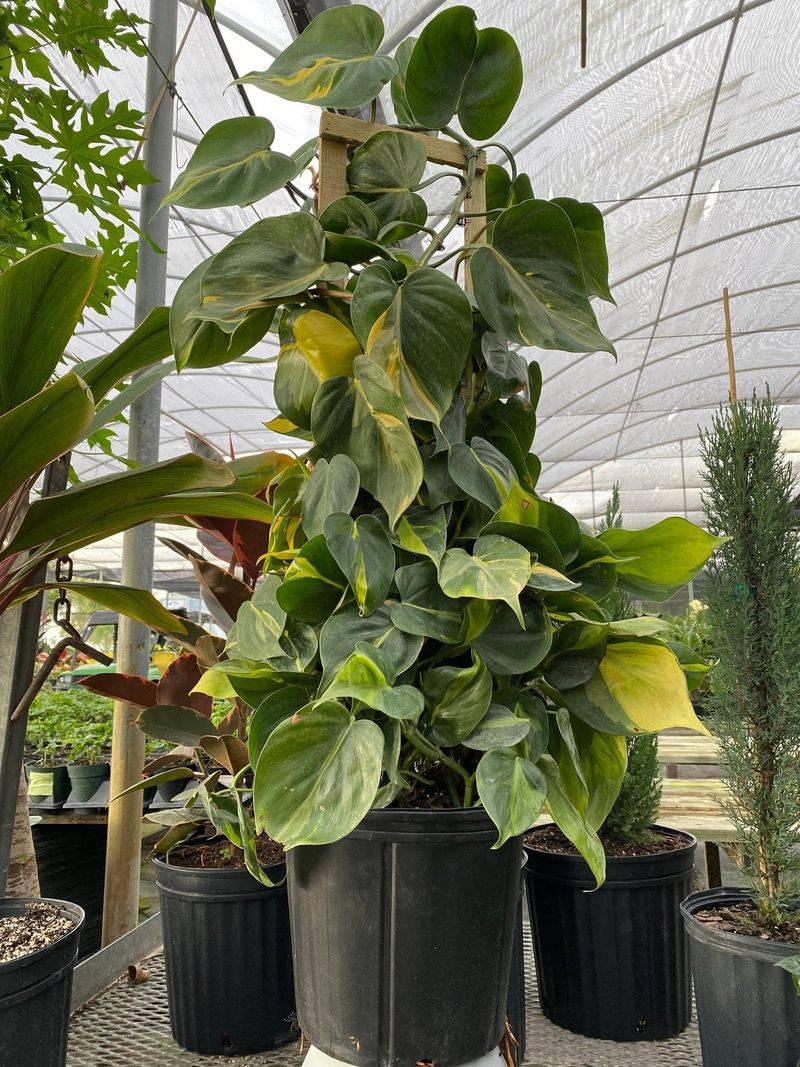 Philodendron