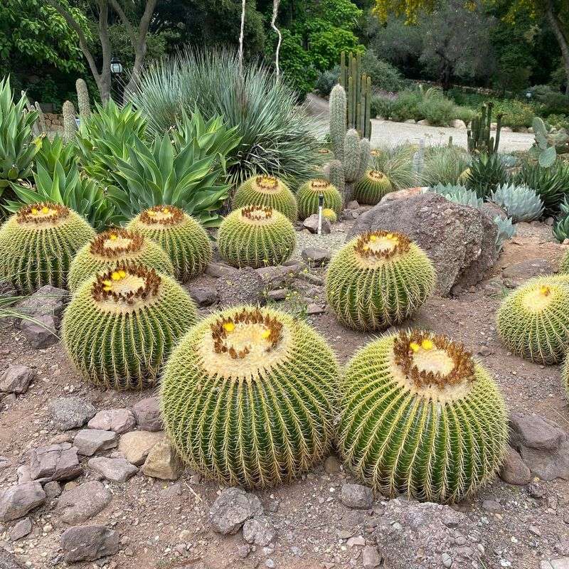 Cactus