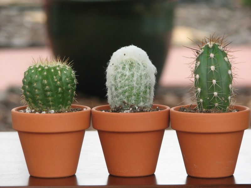 Cactus