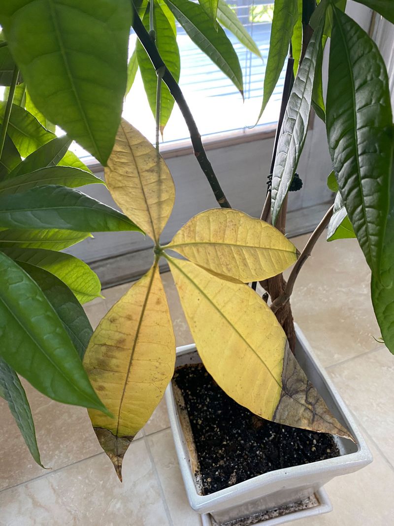 Money Tree
