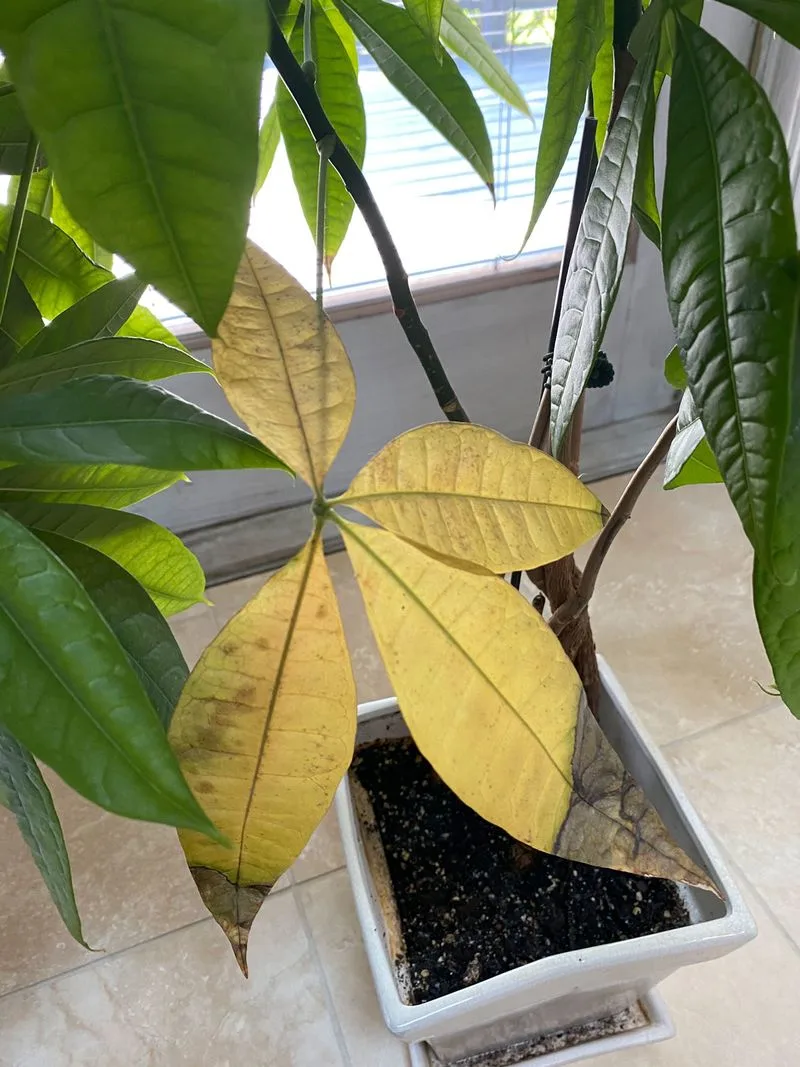 Money Tree