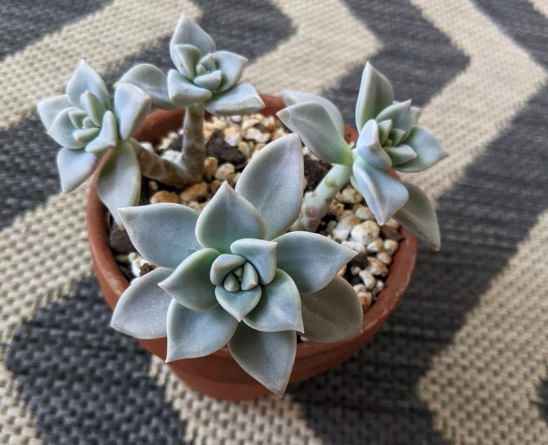 Succulent