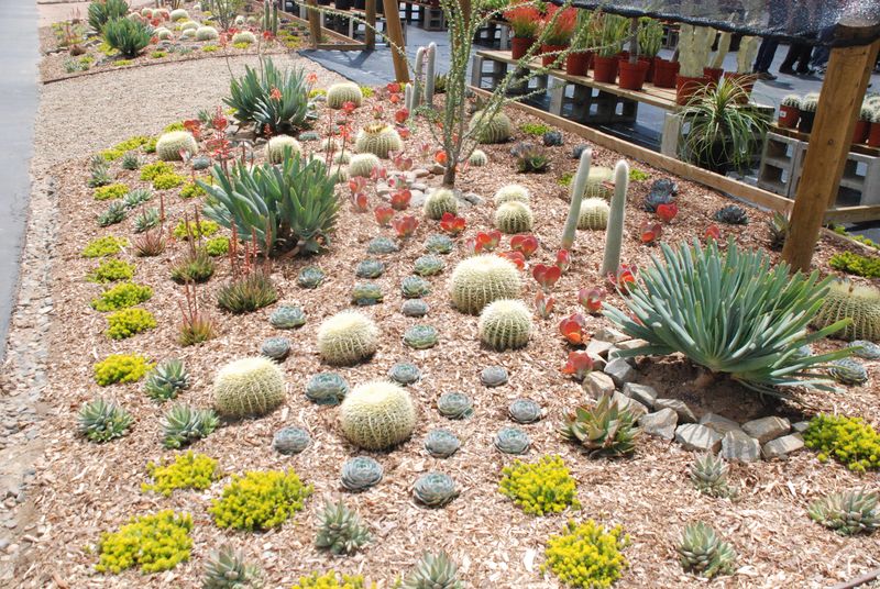 Cactus Circle