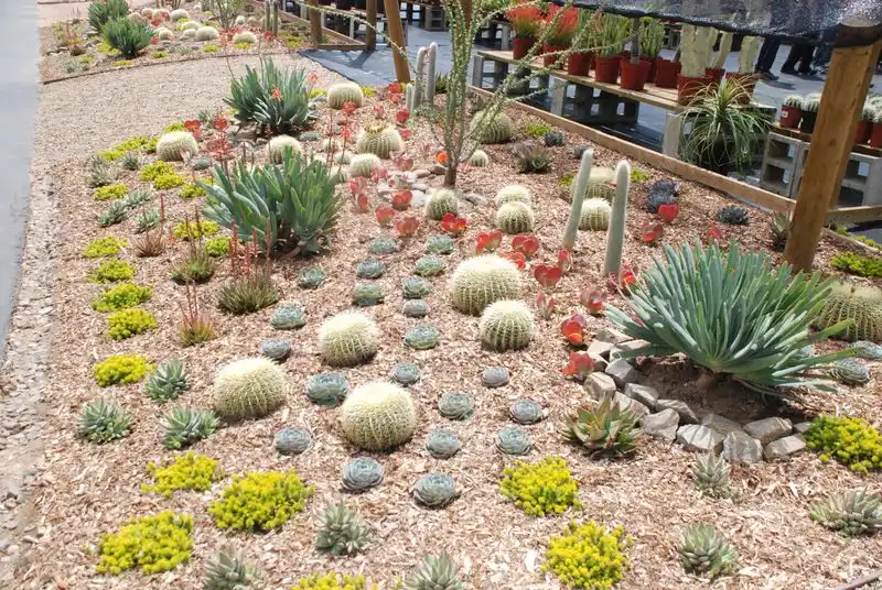 Cactus Circle