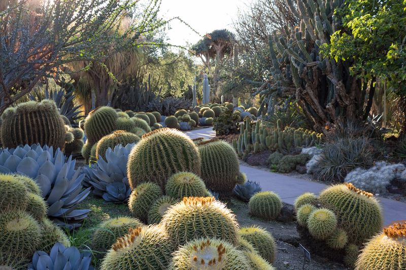 Cactus Gardens