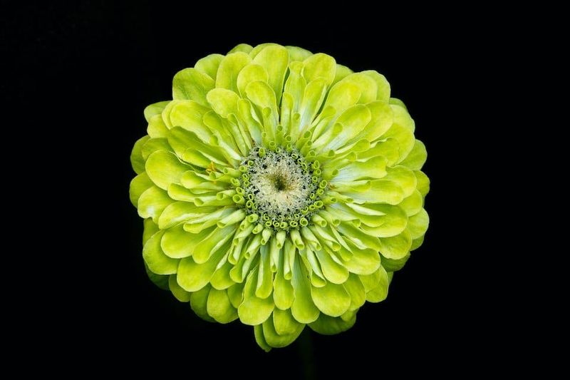 Envy Zinnia
