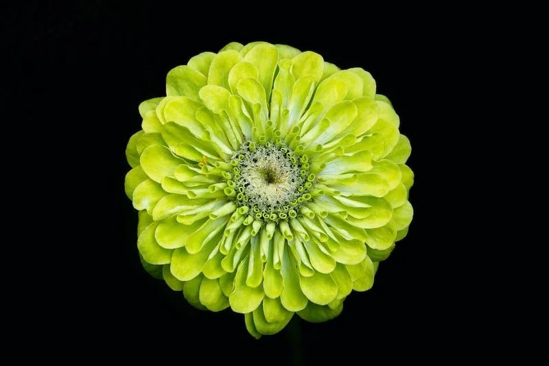 Envy Zinnia