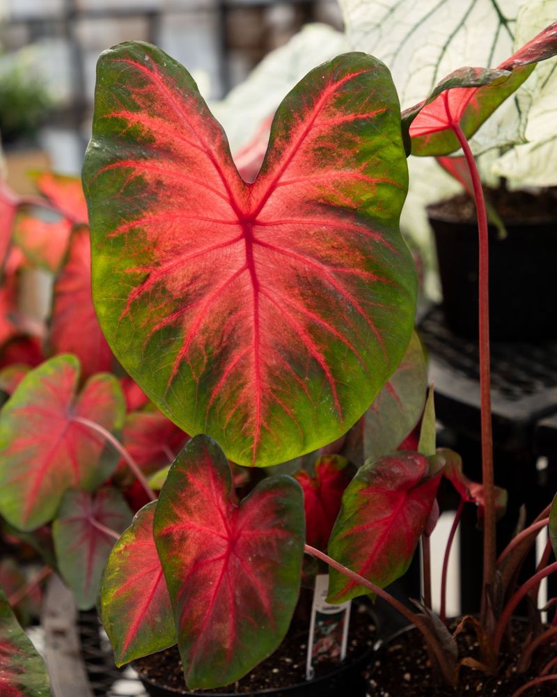 Caladium