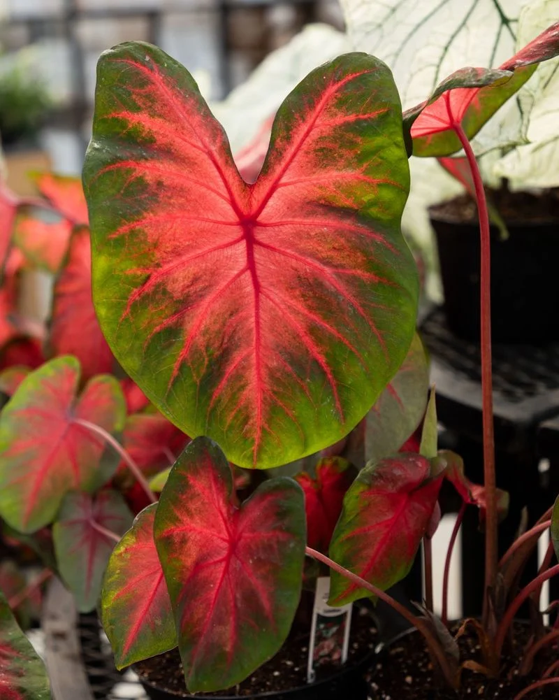 Caladium