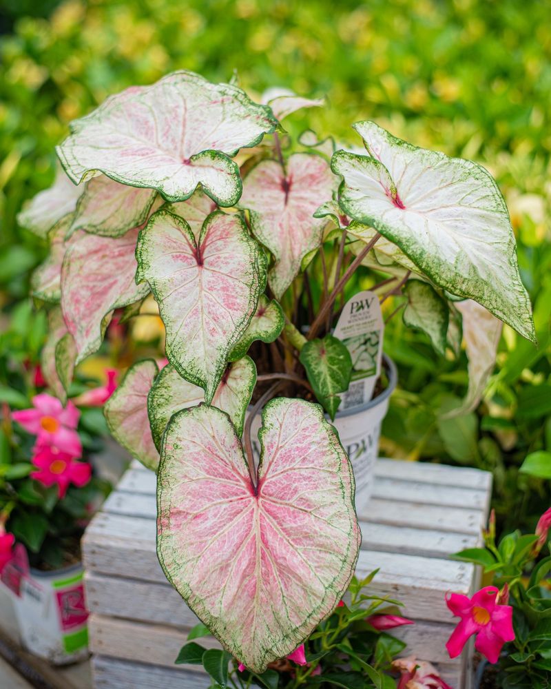 Caladium