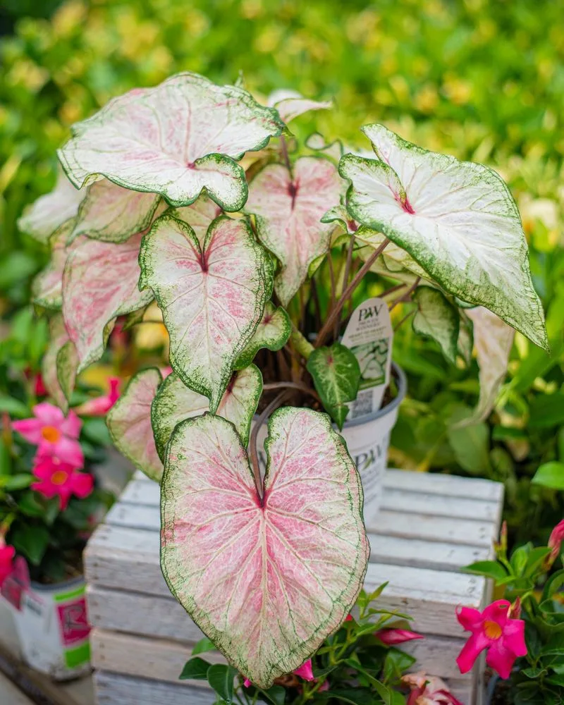 Caladium