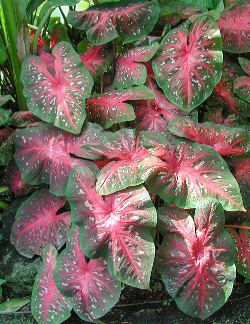 Caladium