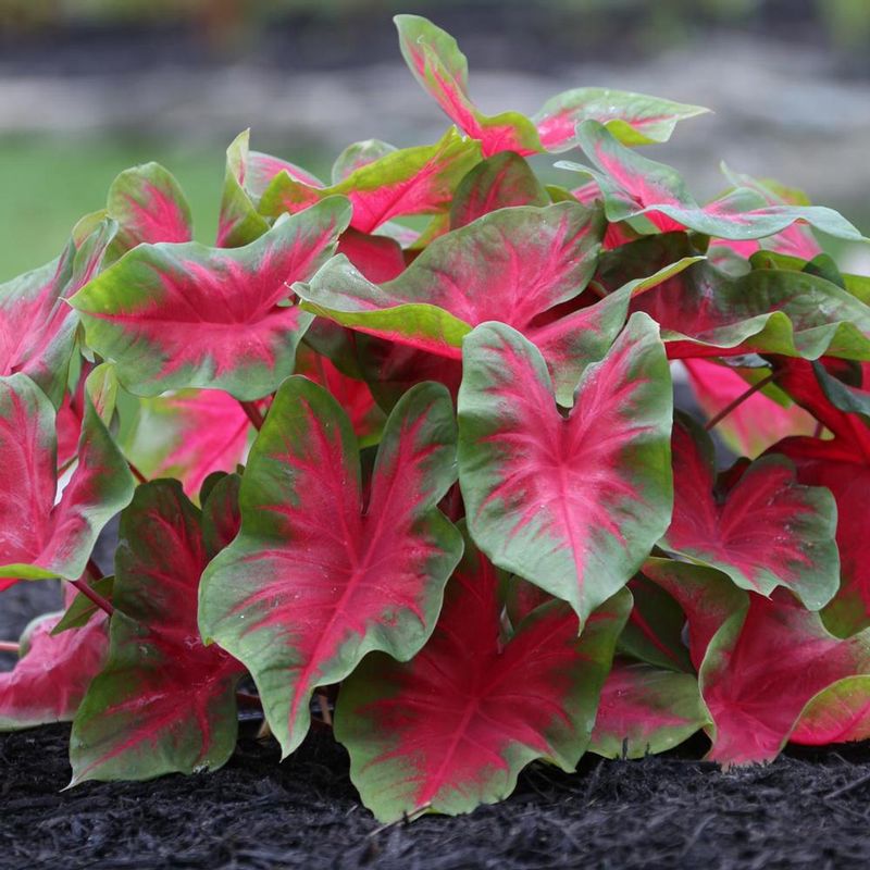 Caladium