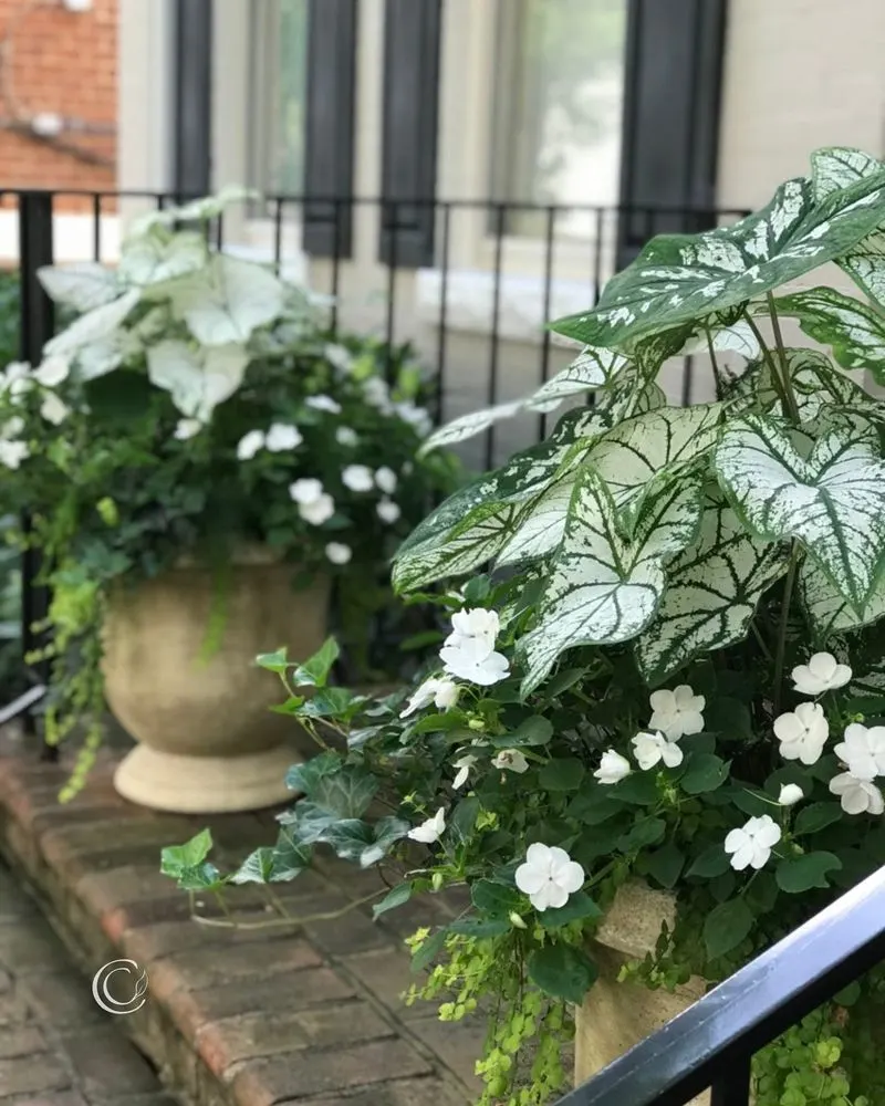 Caladiums
