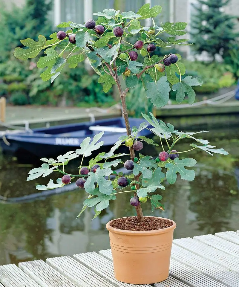 Fig Tree