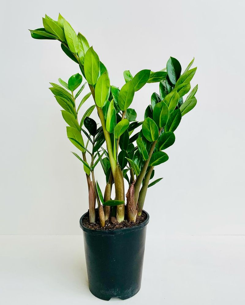 ZZ Plant