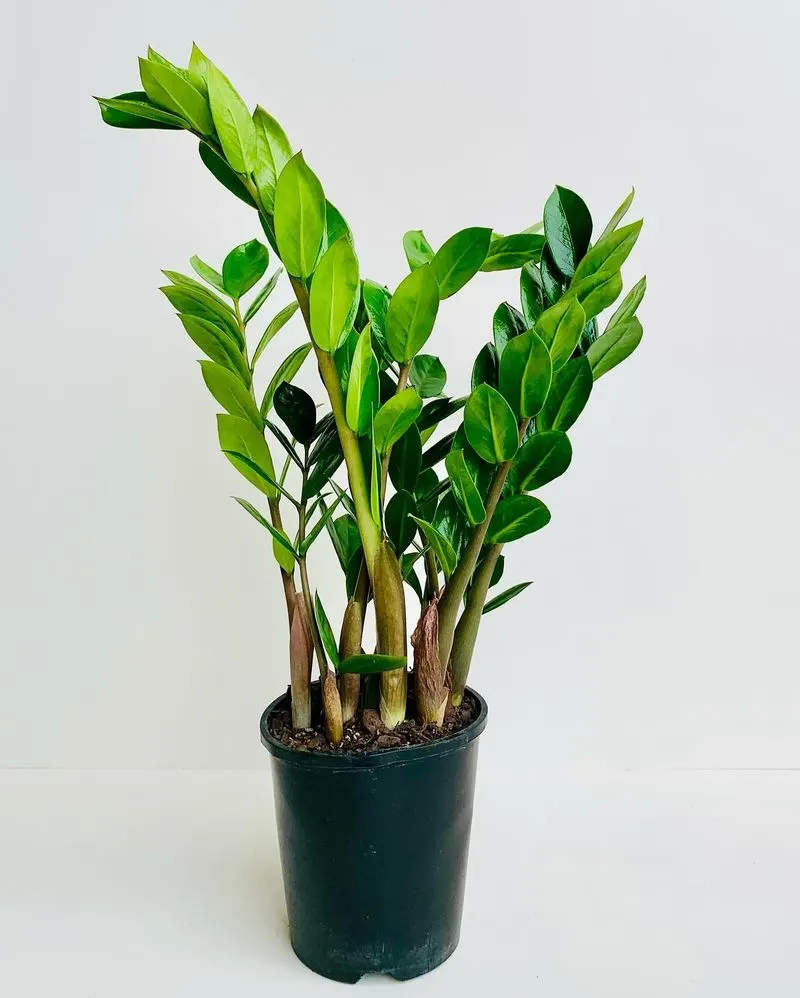 ZZ Plant