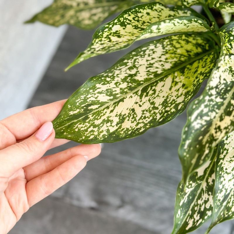 Chinese Evergreen