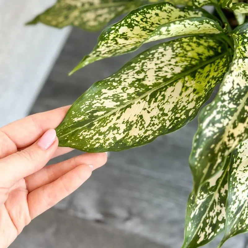 Chinese Evergreen