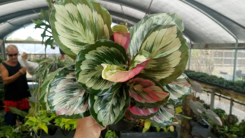Calathea