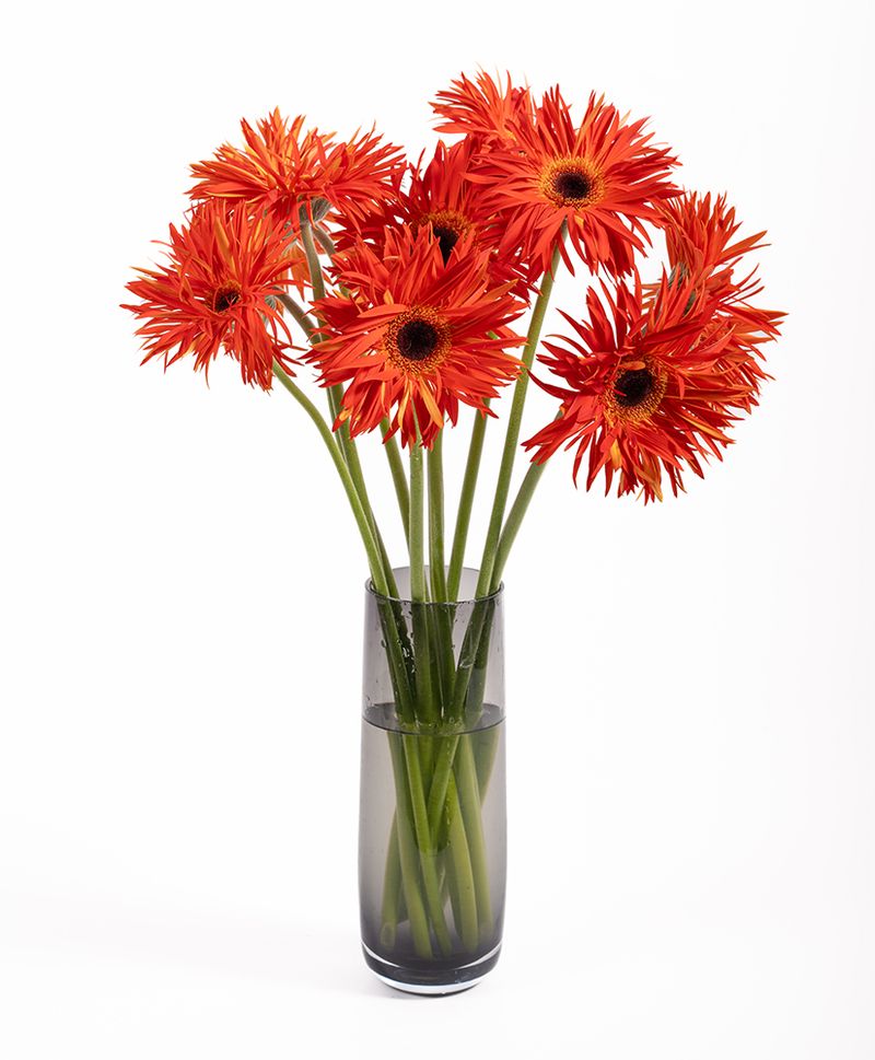 Gerbera Daisy