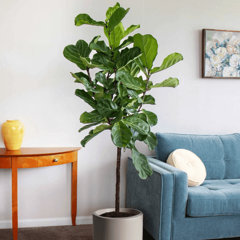 Fiddle Leaf Fig