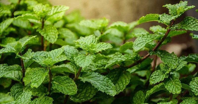 Peppermint