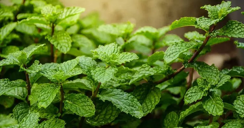 Peppermint