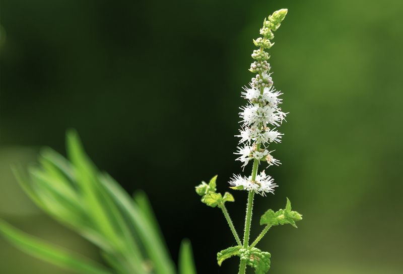 Black Cohosh