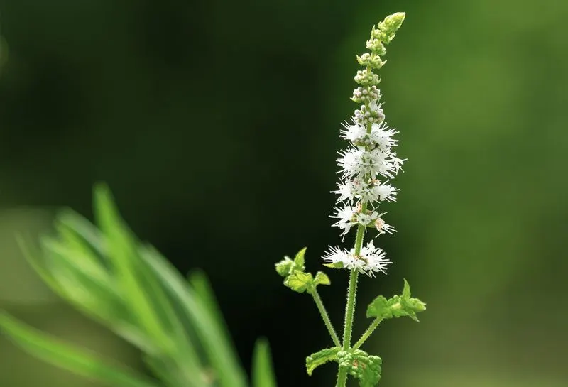 Black Cohosh