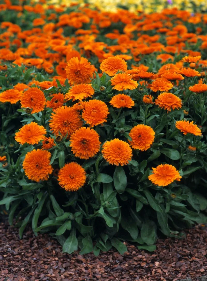 Calendula