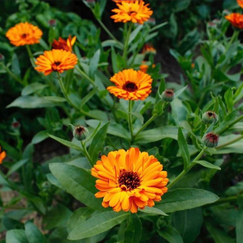 Calendula