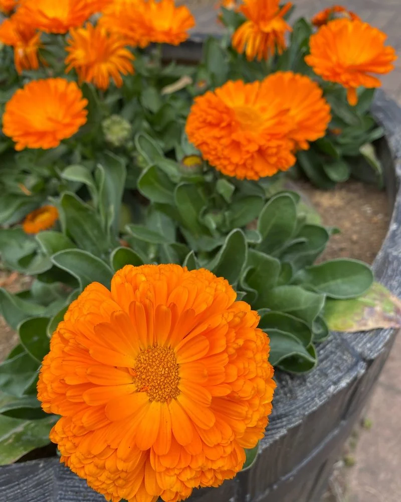 Calendula